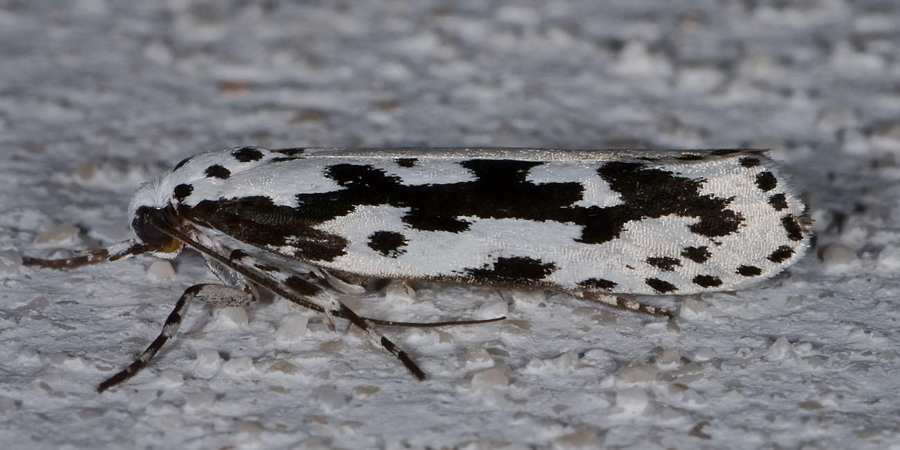 Elachistidae? S, Ethmia pusiella